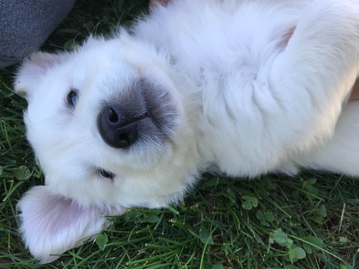 Precious Goldens breeder image 4