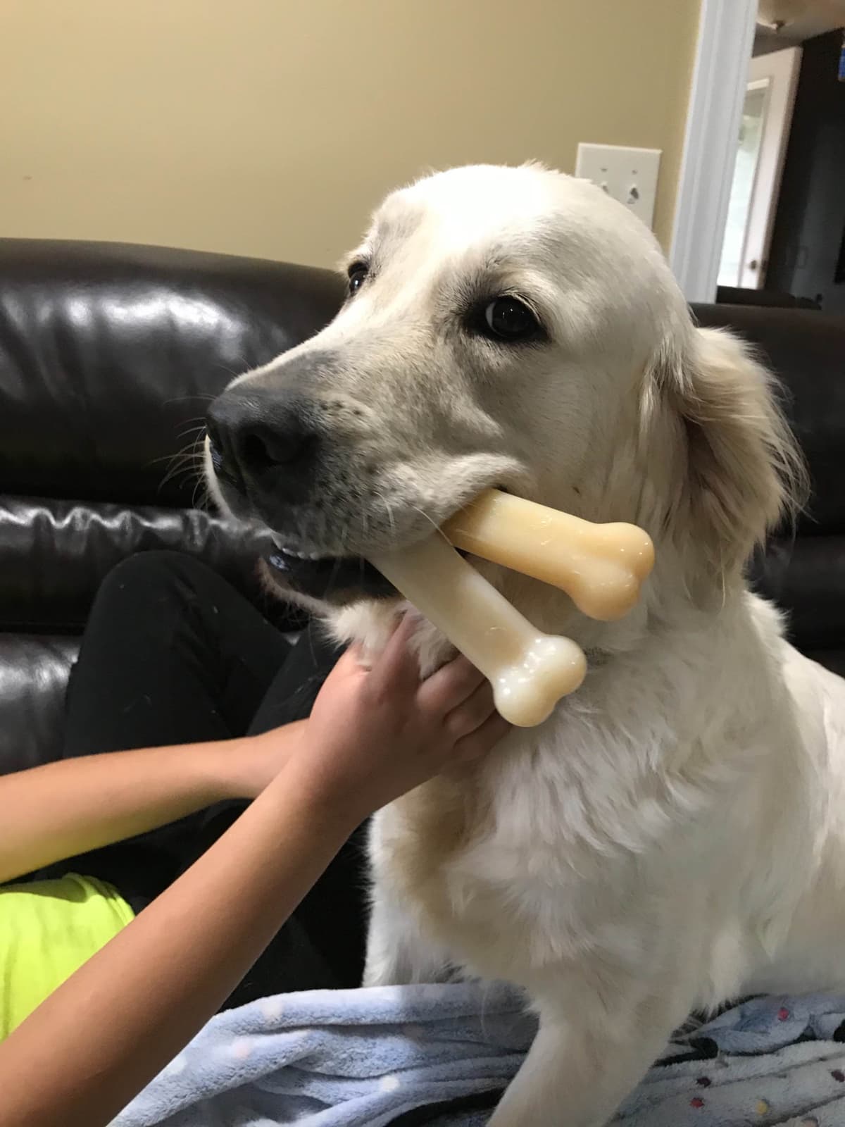 Precious Goldens breeder image 5