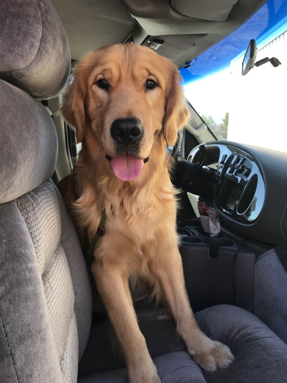 Precious Goldens breeder image 8