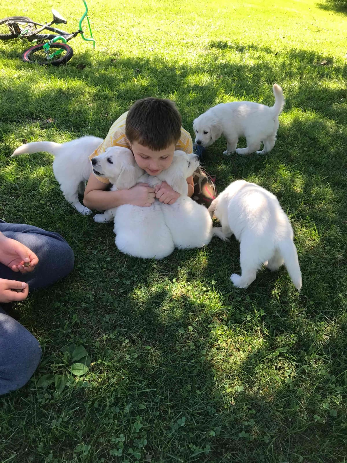 Precious Goldens breeder image 10