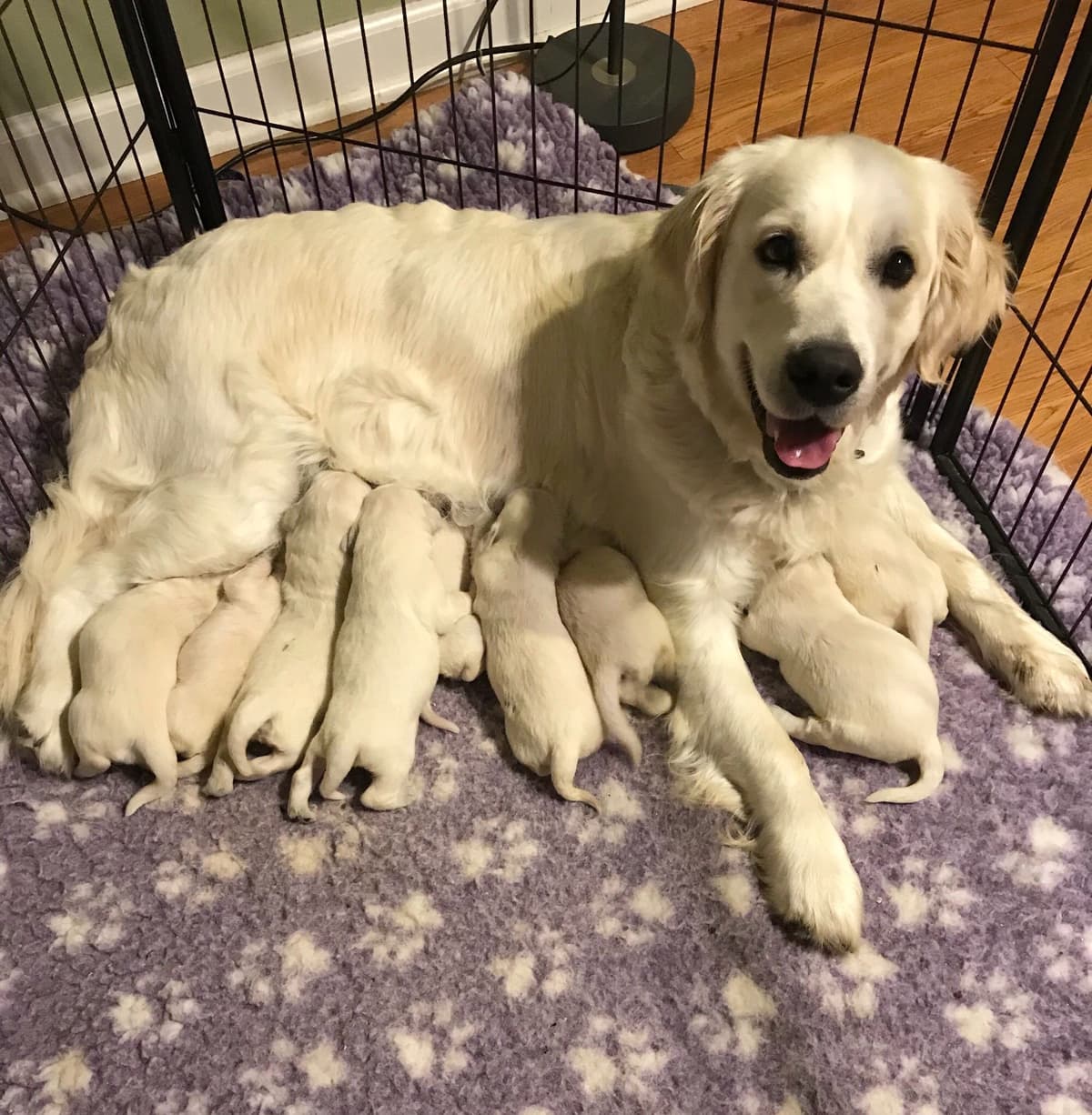 Precious Goldens breeder image 12