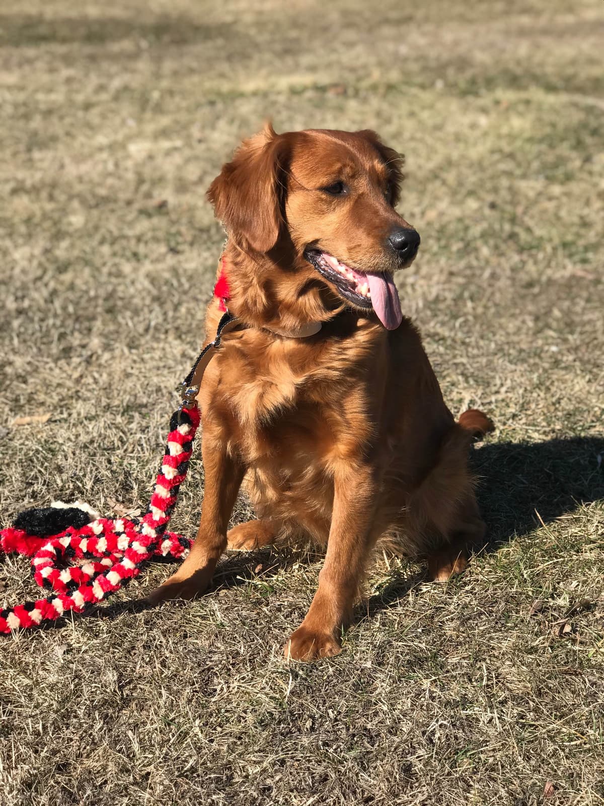 Precious Goldens breeder image 13