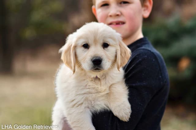 Precious Goldens media 4