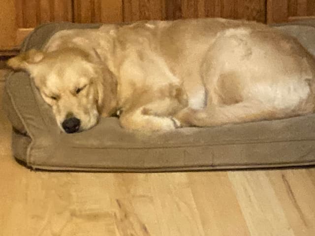 Precious Goldens media 6