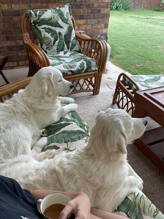 Precious Goldens media 5