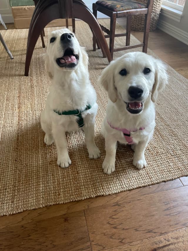 Precious Goldens media 7