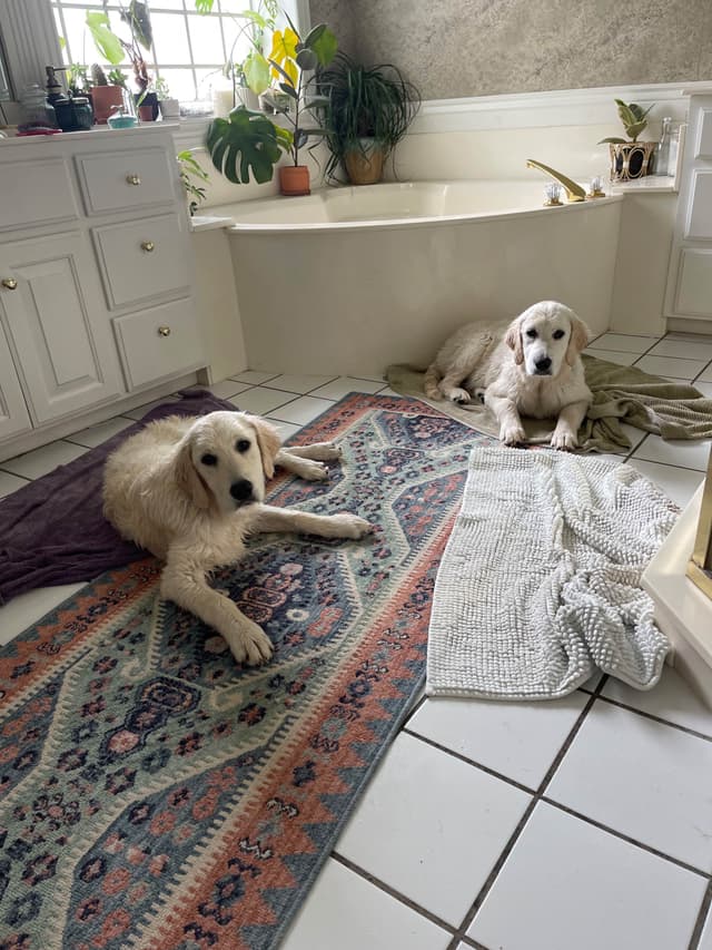 Precious Goldens media 8