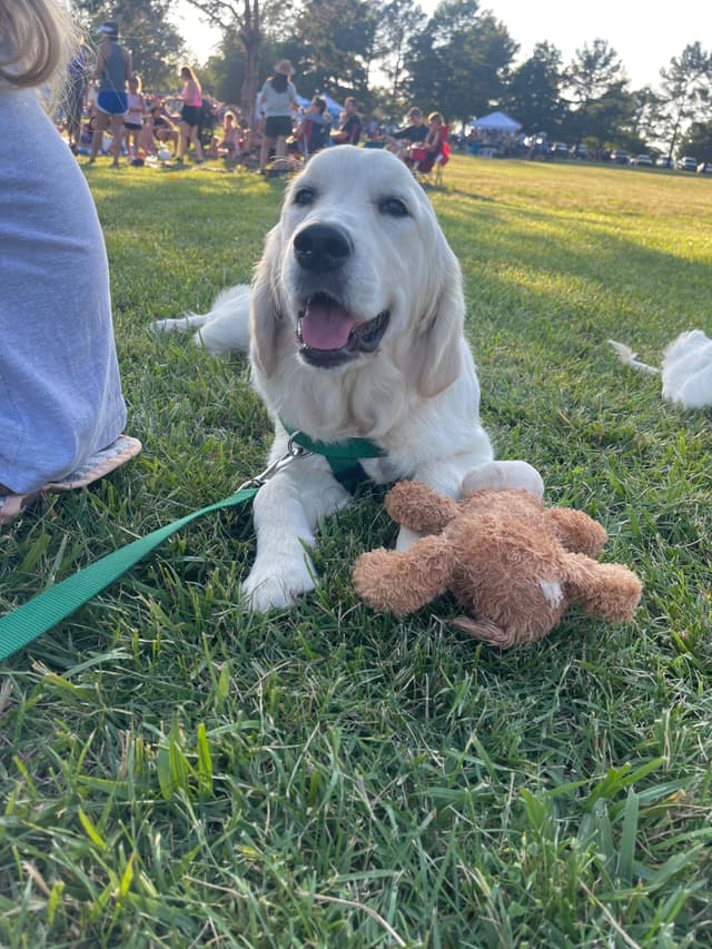 Precious Goldens media 9