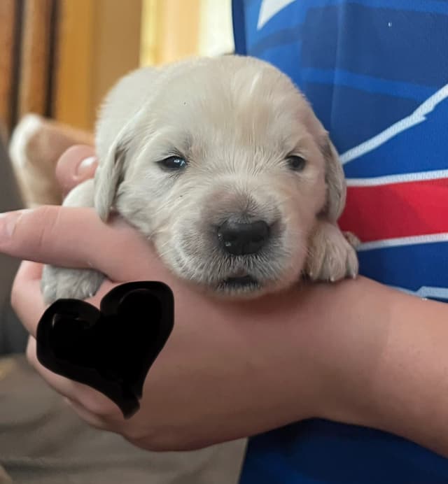 Precious Goldens media 10