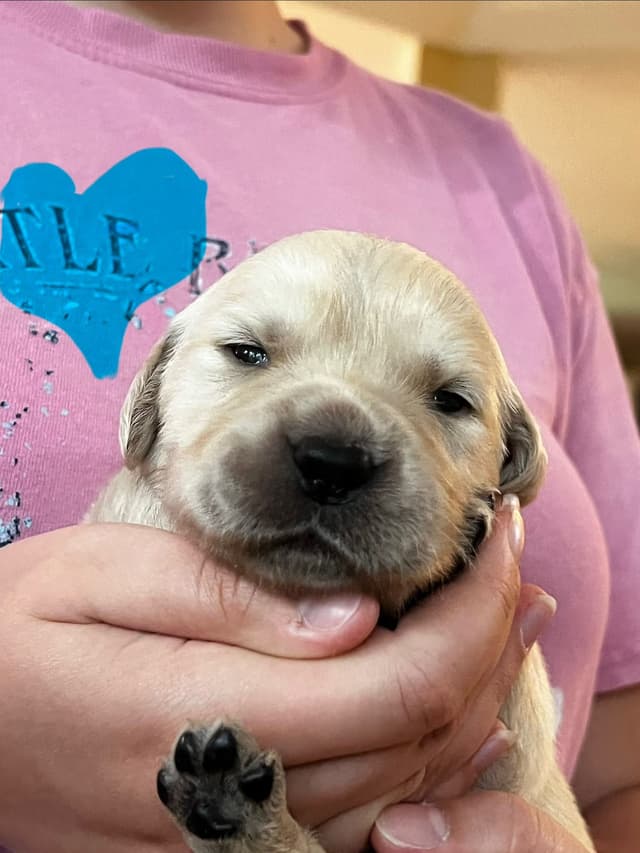 Precious Goldens media 15