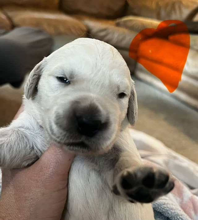 Precious Goldens media 17