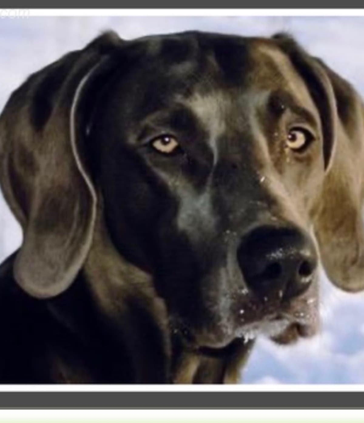 Weimaraner Puppies breeder image 2
