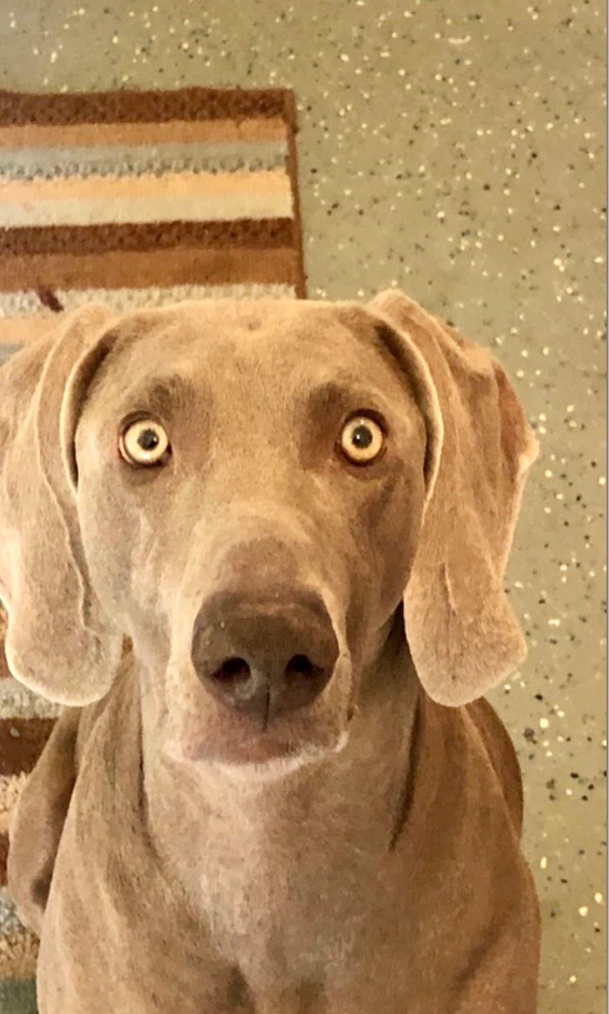 Weimaraner Puppies breeder image 3