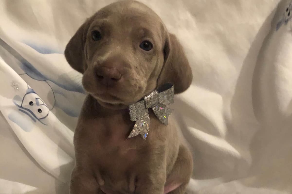 Weimaraner Puppies breeder image 1