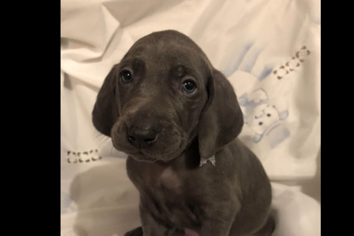 Weimaraner Puppies breeder image 4