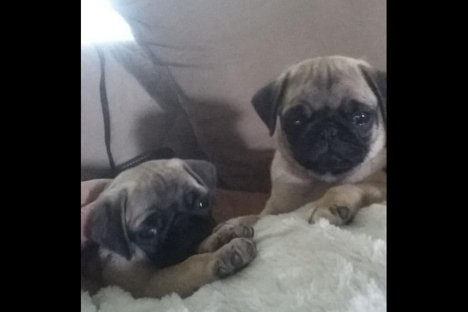 Pug Puppies breeder image 1