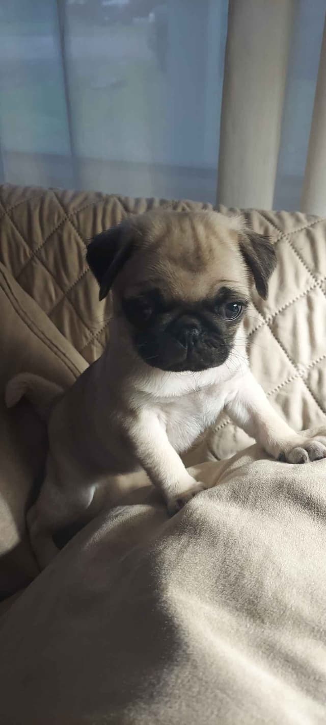 Pug Puppies media 2