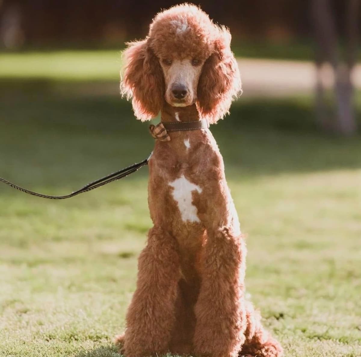 Poodle Puppies breeder image 27