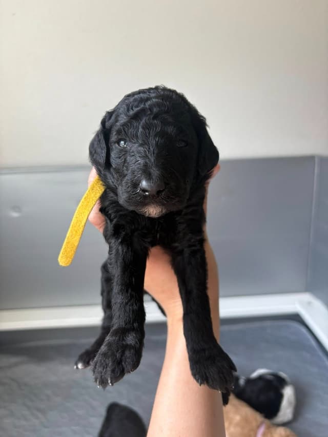 Poodle Puppies media 2