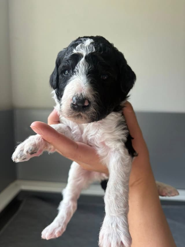 Poodle Puppies media 3
