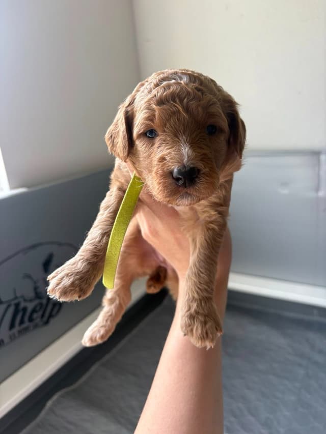 Poodle Puppies media 4