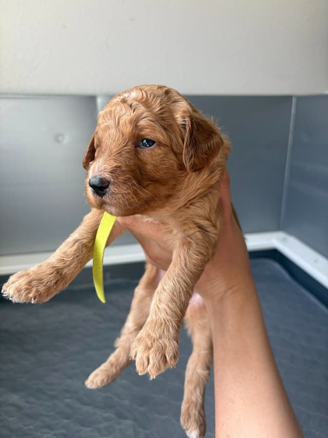 Poodle Puppies media 5