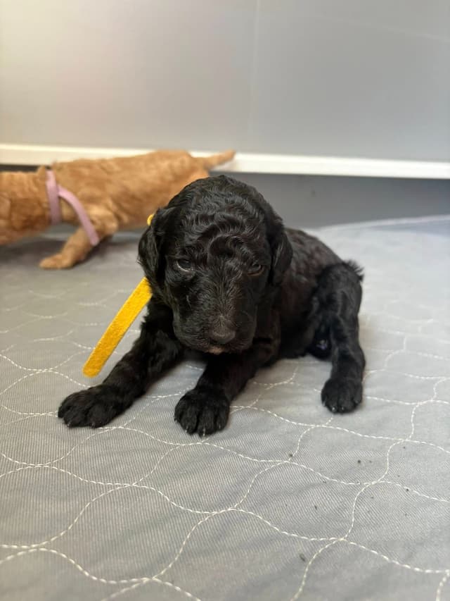 Poodle Puppies media 6