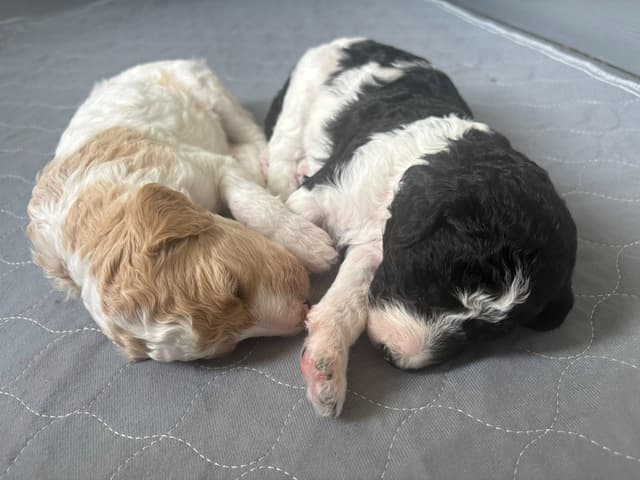 Poodle Puppies media 7