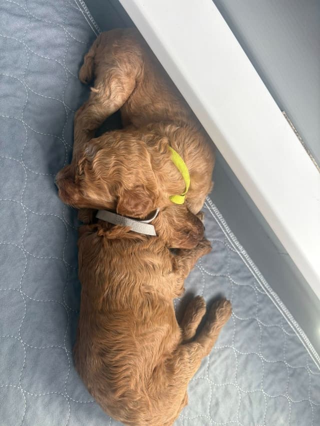 Poodle Puppies media 8