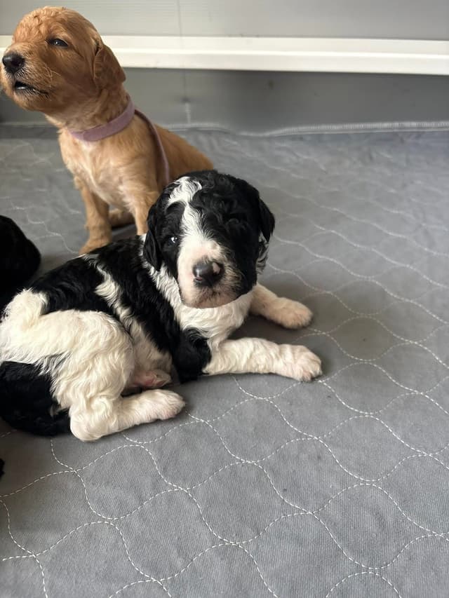 Poodle Puppies media 9