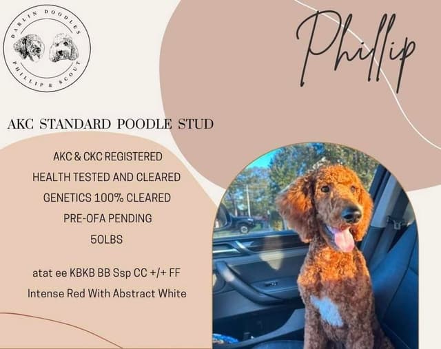 Poodle Puppies media 10