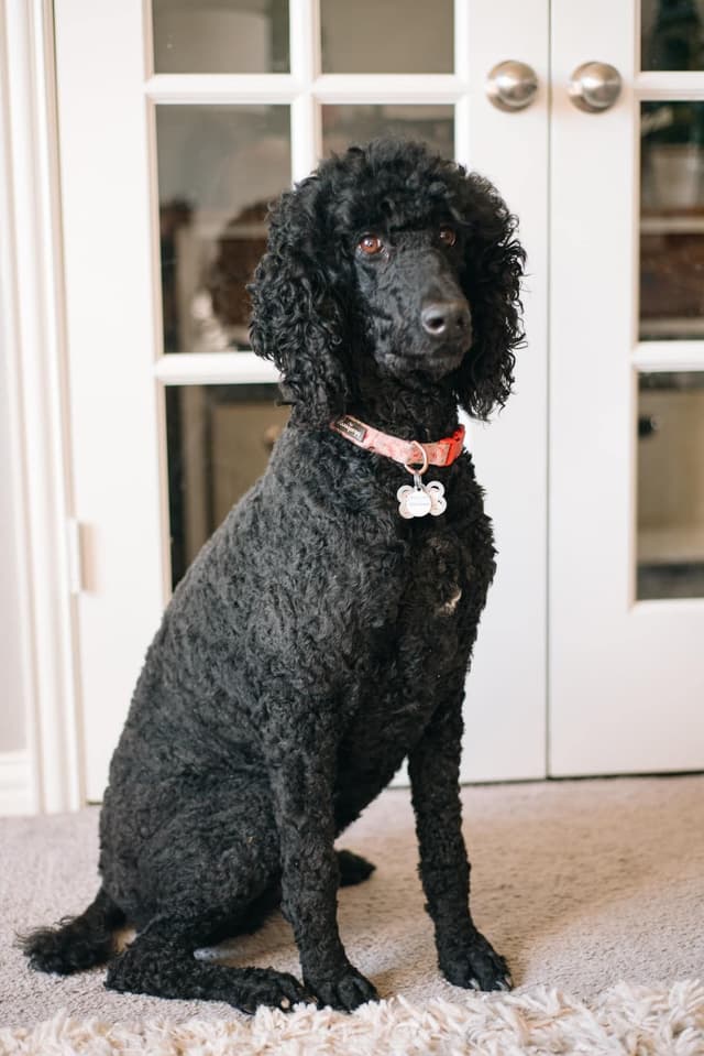 Poodle Puppies media 11