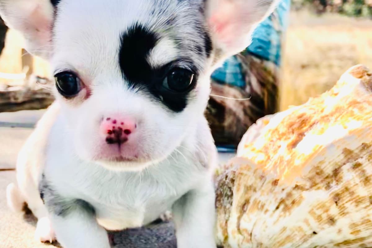 Chihuahua Puppies breeder image 3