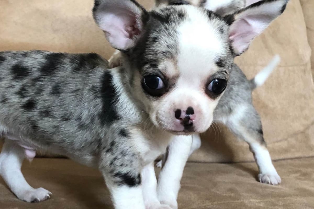 Chihuahua Puppies breeder image 4