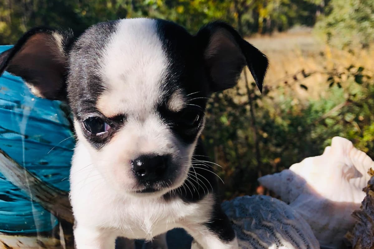 Chihuahua Puppies breeder image 5