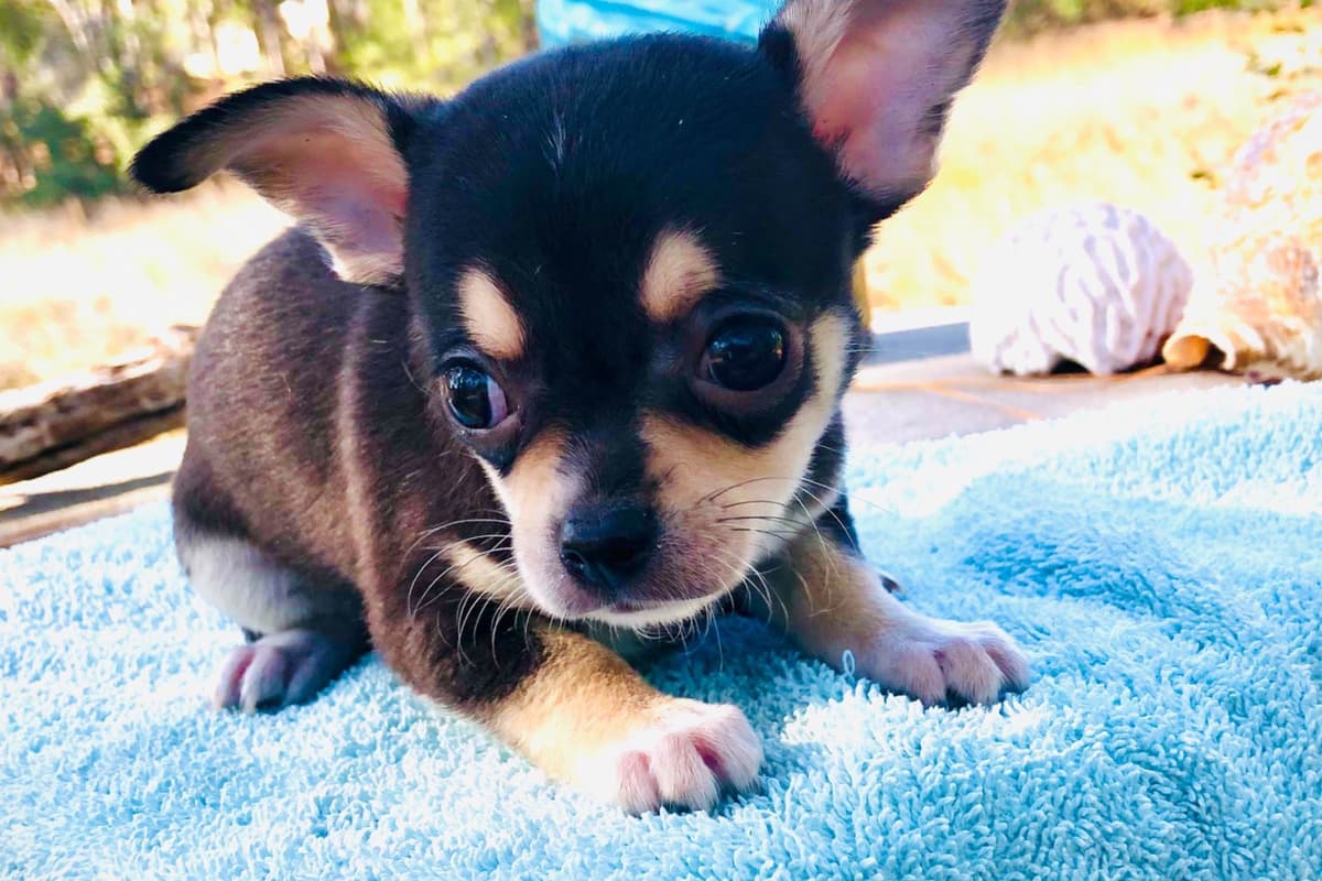 Chihuahua Puppies breeder image 6