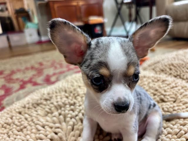 Chihuahua Puppies media 3