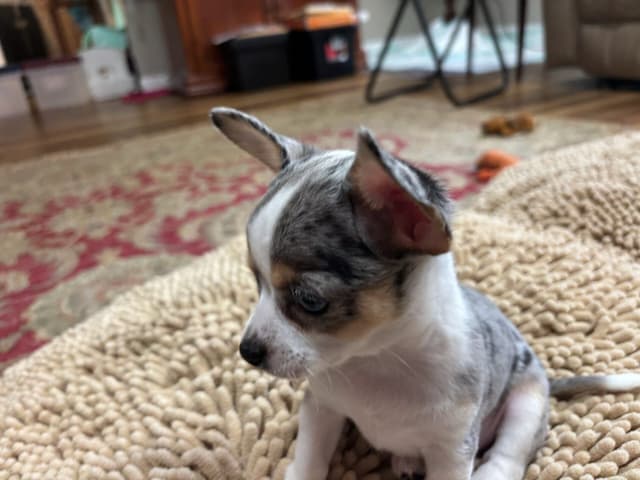 Chihuahua Puppies media 4