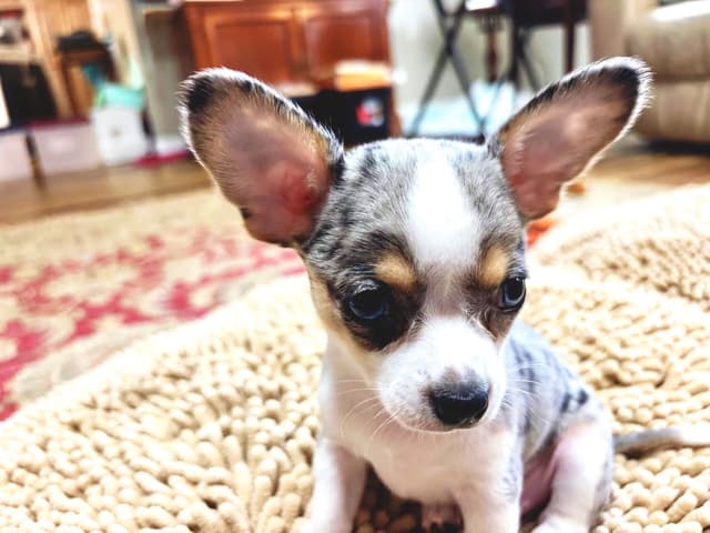 Chihuahua Puppies media 5