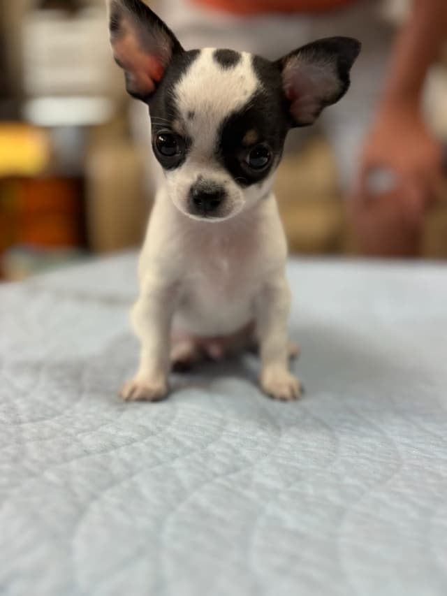 Chihuahua Puppies media 6