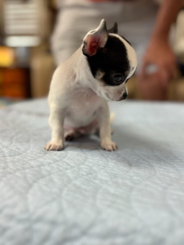 Chihuahua Puppies media 7