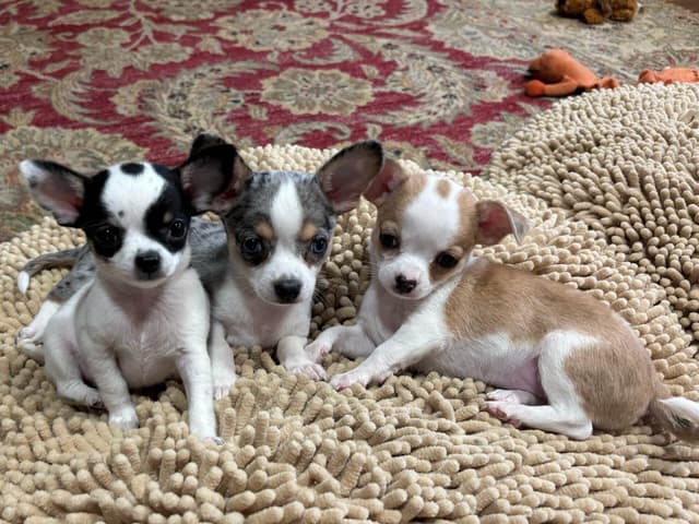 Chihuahua Puppies media 9
