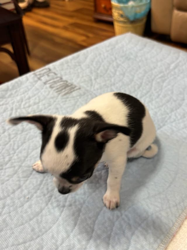 Chihuahua Puppies media 10