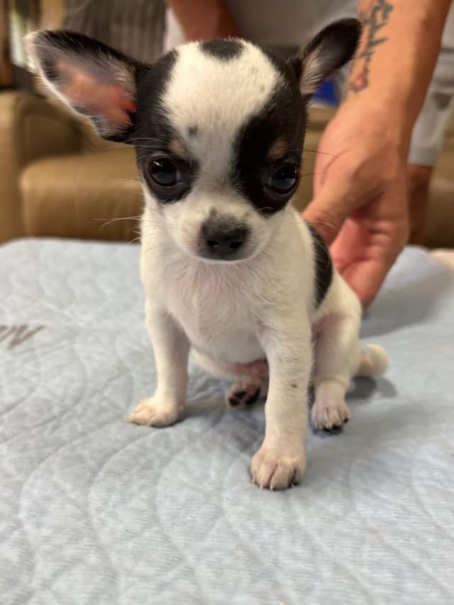 Chihuahua Puppies media 2