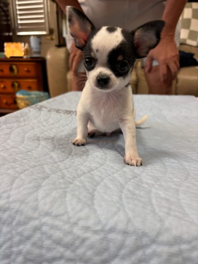 Chihuahua Puppies media 12