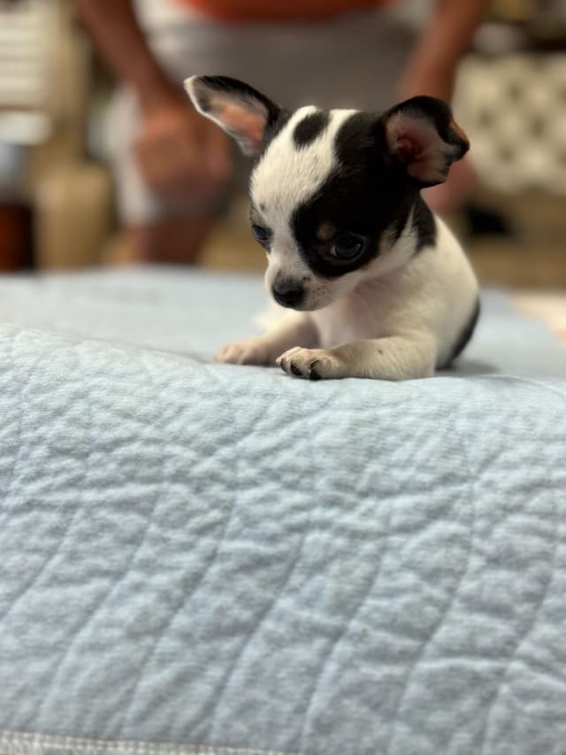 Chihuahua Puppies media 11
