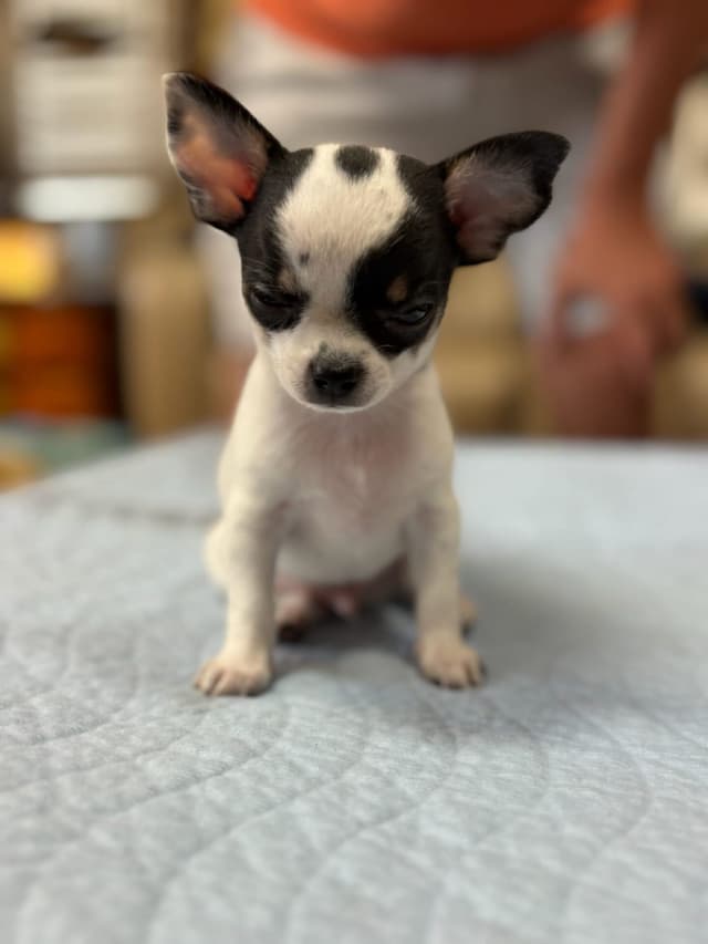Chihuahua Puppies media 13
