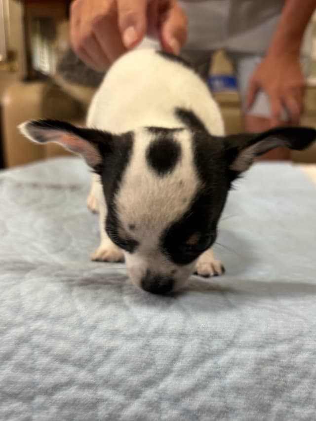 Chihuahua Puppies media 14