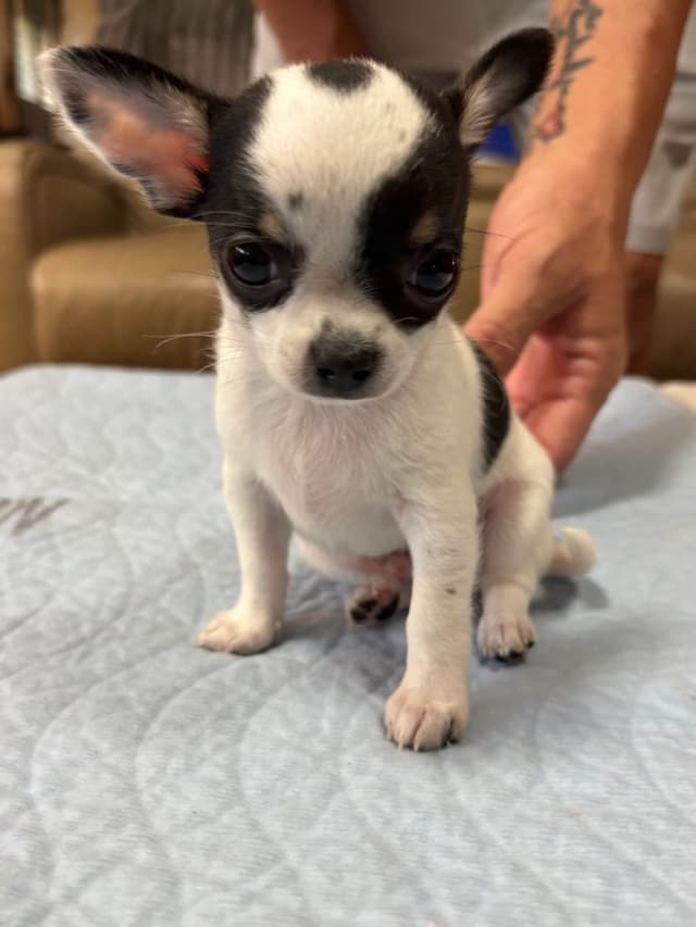 Chihuahua Puppies media 15