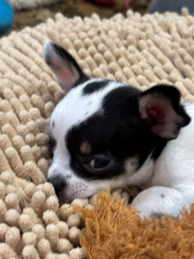 Chihuahua Puppies media 16